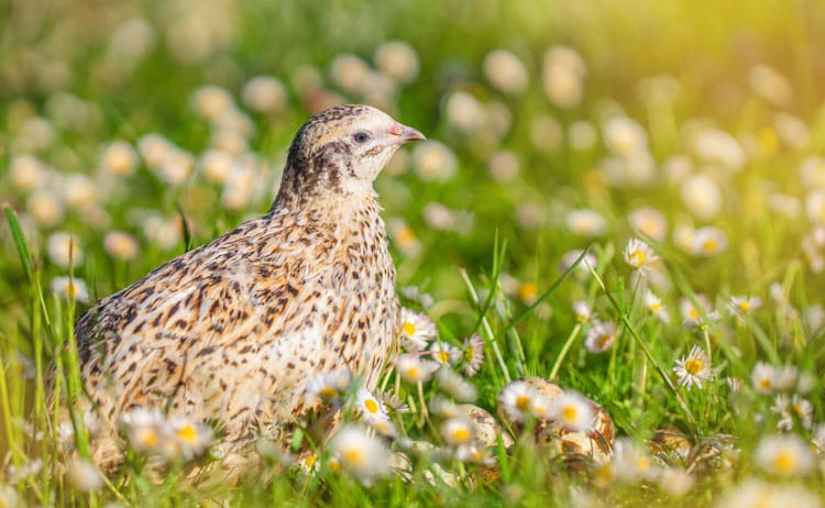 Gunter's Fables---Quail