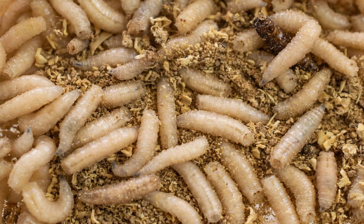 Gunter's Fables---Fly Larvae