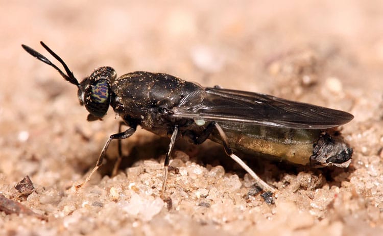 Gunter's Fables - Black Fly Soldier